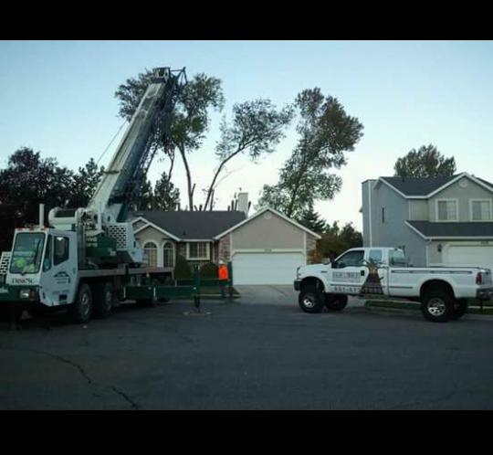 High Climbers Tree Care