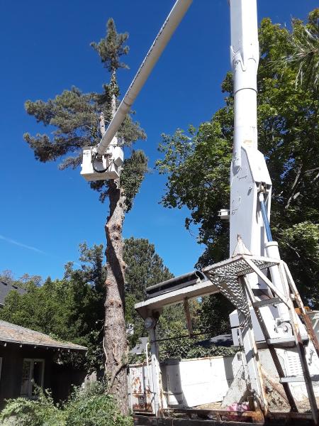 High Climbers Tree Care