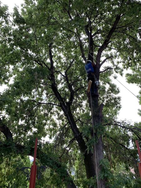 High Climbers Tree Care