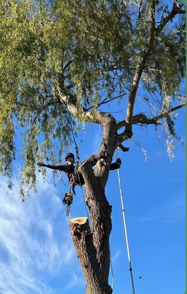 Total Tree Care LLC