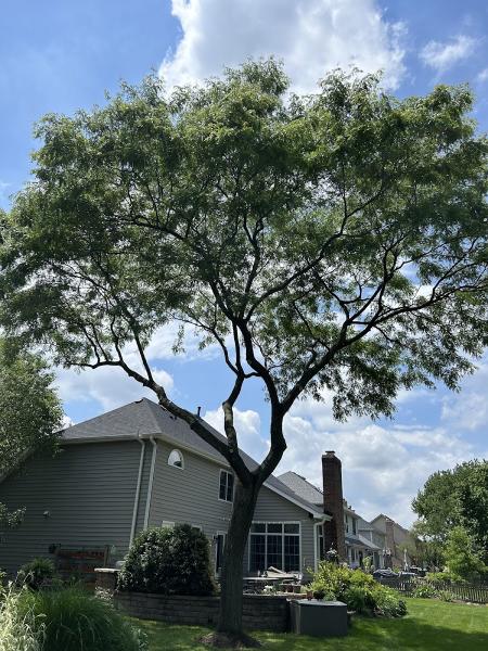 Moreno Tree Service Inc.
