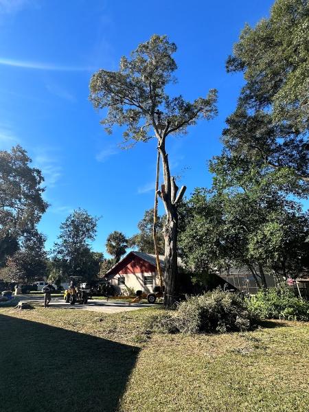 Canopy Tree Service