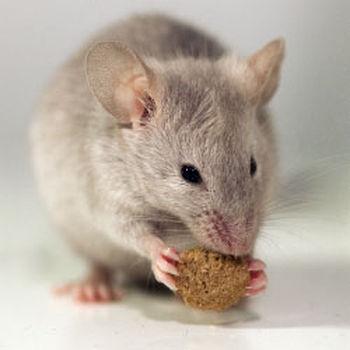 Landmark Pest Management