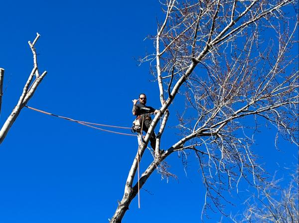 Hang 'Em High Tree Service