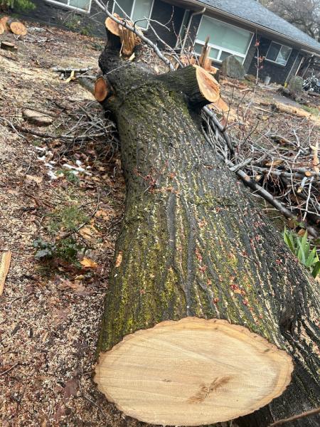 Hang 'Em High Tree Service
