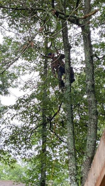 Juanico Tree Service