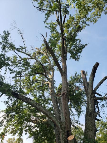 Juanico Tree Service