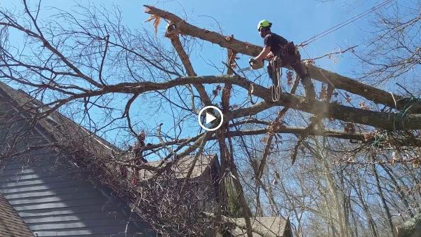 Wildwood Tree Service