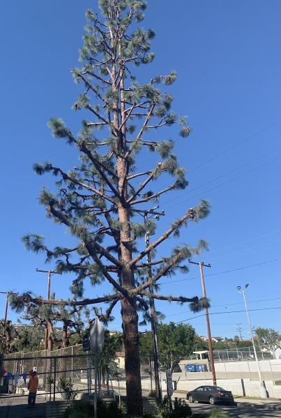 Trustable Tree Care & Brush Clearance