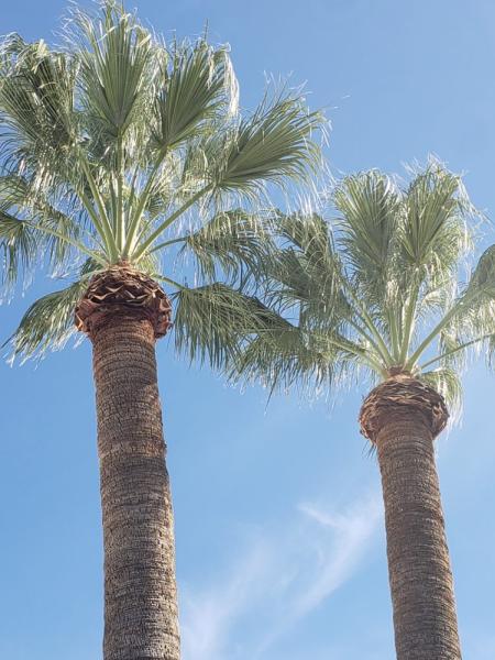 Tree Monkey Tree Trimming AZ