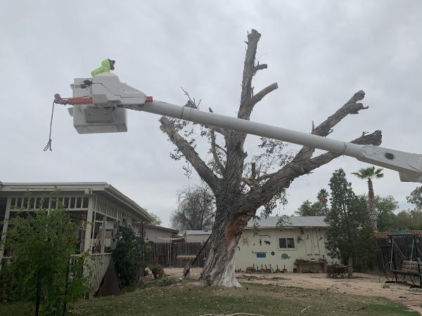 Tree Monkey Tree Trimming AZ