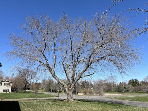 Topher's Tree Trimming
