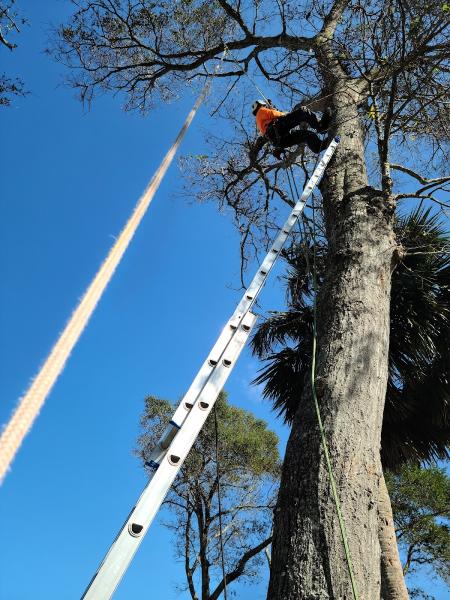 Flying Squirrel Tree and Debris Removal LLC