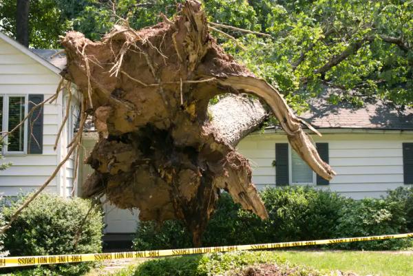 Duffey Tree Care