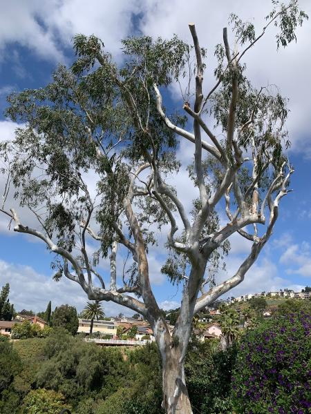Estates Tree Service