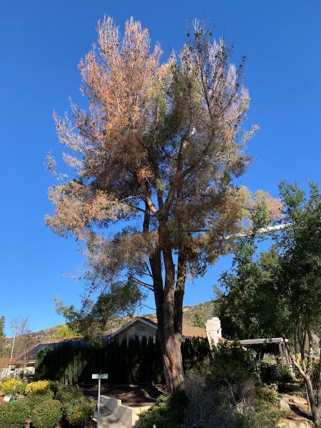 Estates Tree Service