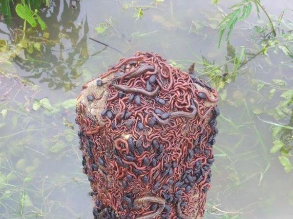 Chilton's Environmental Termite & Pest Control