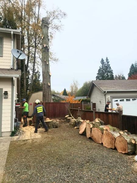 I've Got A Guy Tree Service
