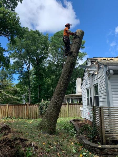 Poquoson Tree Service