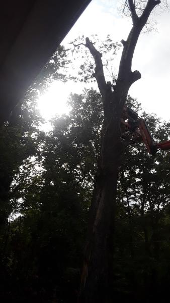 Upland Timber Tree Service