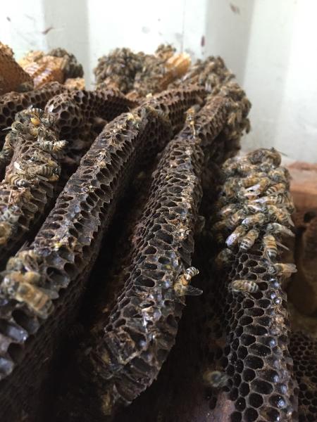 Stung and Sticky Beekeeper