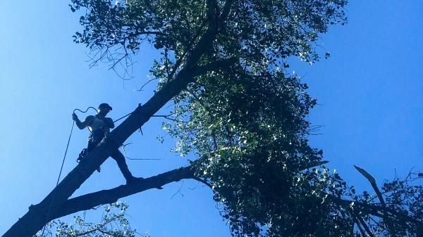 Arbor 1 Tree & Shrub Service