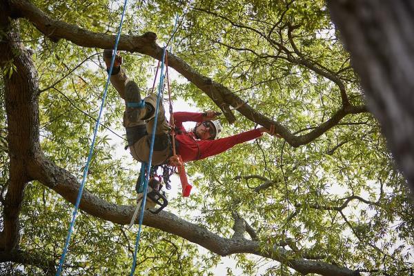 Truetimber Arborists