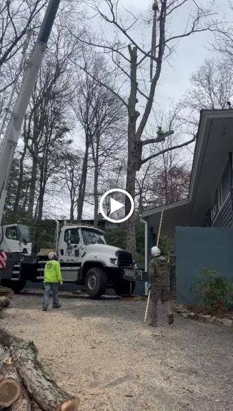 Chapingo Tree Care Specialists