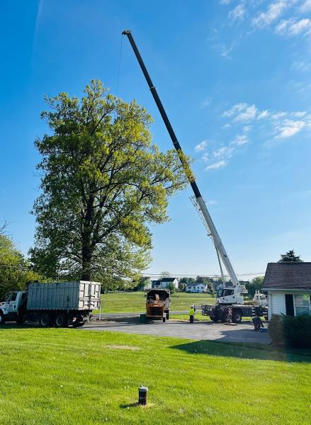 Chapingo Tree Care Specialists