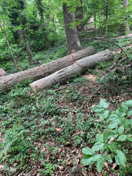 Chapingo Tree Care Specialists