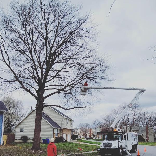 Rene Martinez Tree Service KC