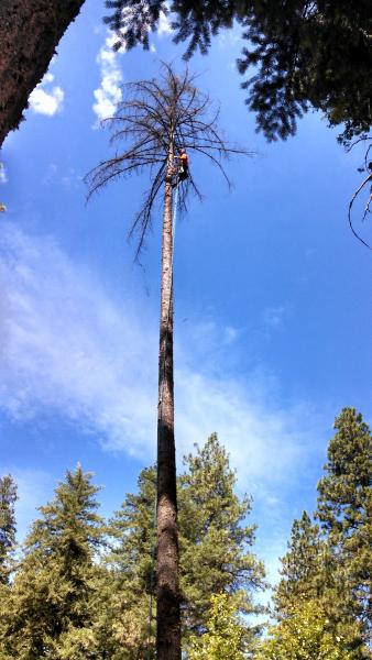 Guy's Tree Care