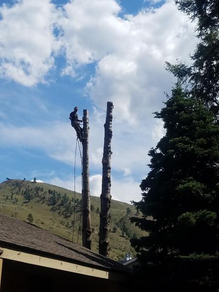 Guy's Tree Care