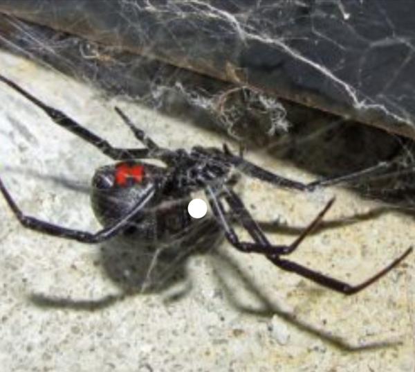 Upstate Pest Purge