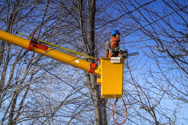 IM Tree Service