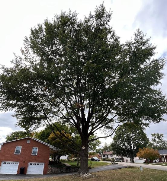 Forest Tree Services