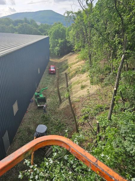 Forest Tree Services