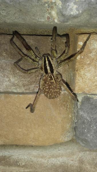 C&L Pest Control