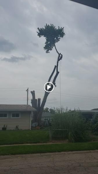 American Tree Cutter's & Landscaping LLC