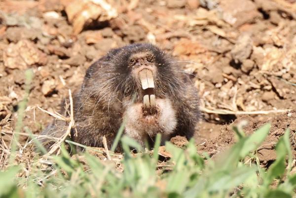 Oregon Gopher