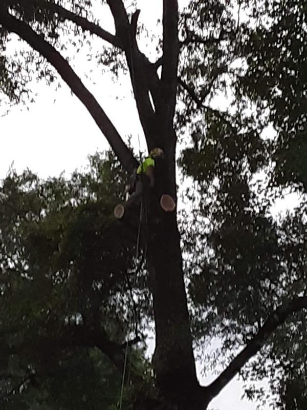 Austin's Tree Service