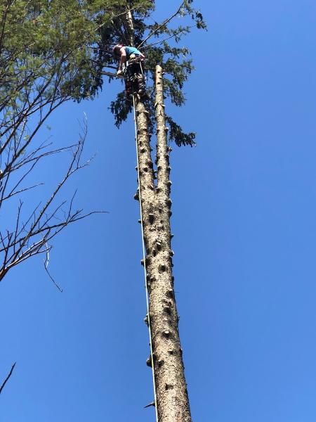 A&J Tree Service Inc.