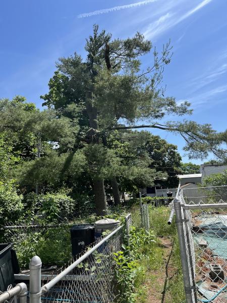 A&J Tree Service Inc.