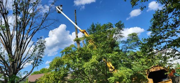 A&J Tree Service
