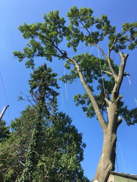 A&J Tree Service