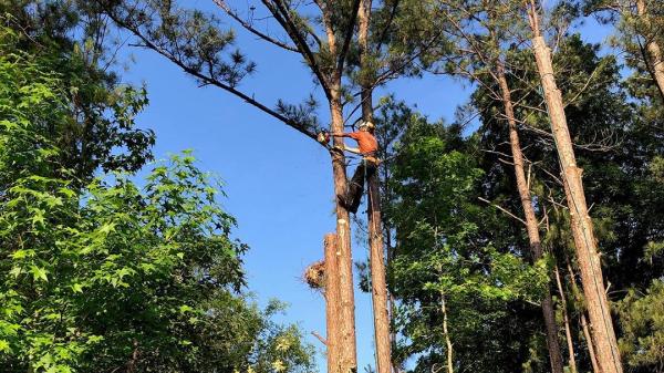 Total Tree Solutions