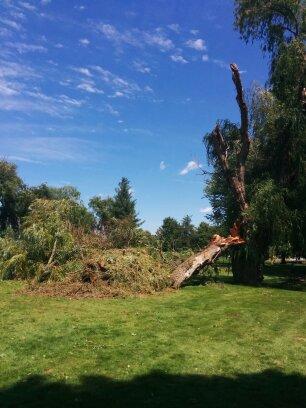 Lucas Expert Tree Service LLC