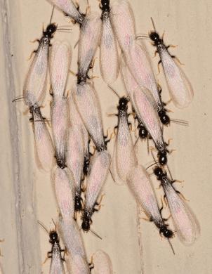 Buzz Off Pest and Termite LLC