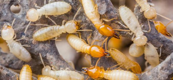 Buzz Off Pest and Termite LLC