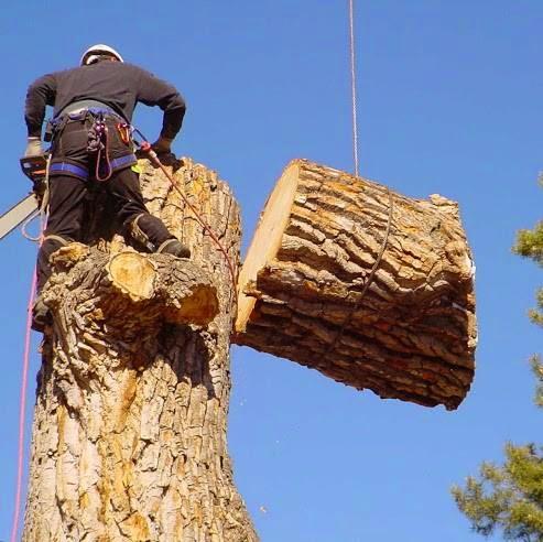 Trees Inc